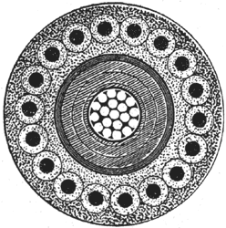 FIG. 5. FULL-SIZE SECTION OF HIGH-TENSION SUB-AQUEOUS CABLE.