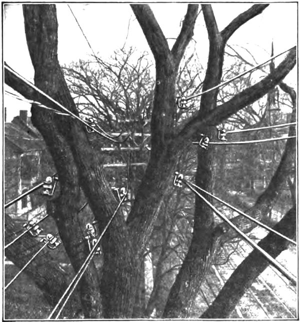 DUNTON TREE INSULATORS.