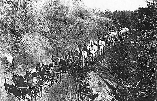 TWENTY-MULE TEAMS WERE NOT UNCOMMON IN HAULING MACHINERY OVER THE MOUNTAINS FOR THE STANDARD ELECTRIC COMPANY OF CALIFORNIA.