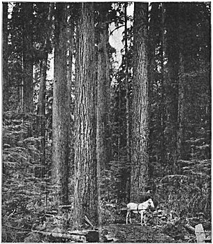 WAGON ROAD TO HEADQUARTERS.