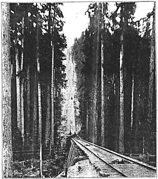 INCLINE CABLE RAILWAY - MAXIMUM GRADE 68 PER CENT.
