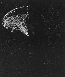 Type D with hook unprotected.