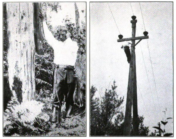 FIG. 2-3. � Showing method of using defective insulator detecting set. Hand pick consists of insulated tube with sharp pointed steel terminal on one end which is thrust into the pole or crossarm. A sharp steel pin forms the other terminal, which is driven into the ground or pole under the crossarm. A fuse and short circuiting jack with plug on the receiver set may be inserted in the circuit if there is any probability of a considerable voltage to ground.