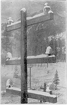 Fig. 4. � 50,000 Volts on Large Glass Insulators (Upper Cross-arm) and on Porcelain Insulators (Lower Cross-arm.)